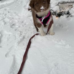 Australian Shepherd Puppies from Spirited Aussies