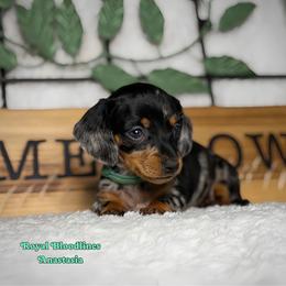 Anastasia - Dapple female Dachshund puppy in Wooldridge, Missouri from Royal Bloodline Canines