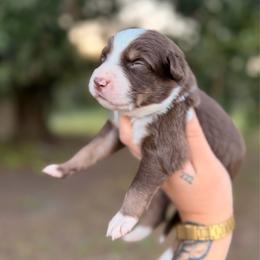 Ford AKC - Red tri-color male Australian Shepherd puppy in Polk City, Florida from Skaky Shepherds