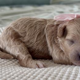 Skye - Cream female Goldendoodle puppy in Idabel, Oklahoma from Kay Kay’s Poodles & Doodles
