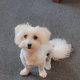 Benji - Maltese