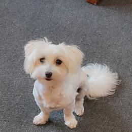 Benji - Maltese