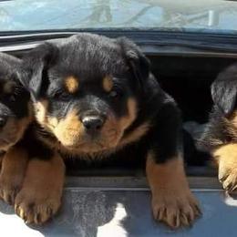 German Shepherd and Rottweiler Puppies from Irish Eyes Von Donahue
