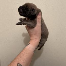 Beefcake - Blue male Great Dane puppy in Jerusalem, Arkansas from Mara Danes