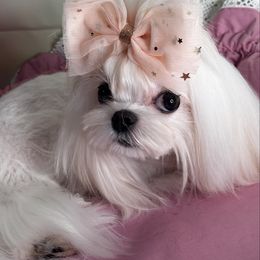 Sora - Maltese