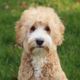 Lila - Australian Labradoodle