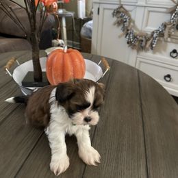 Espresso - Chocolate male Shih Tzu puppy in Temple, Pennsylvania from Kathy Diego's Shih Tzus