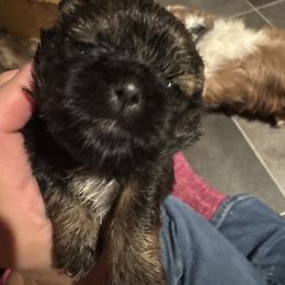 Girl4 - Brindle and white female Shih Tzu puppy in Hustontown, Pennsylvania from Everts Ranch ShihTzu’s