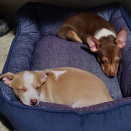 Rat Terrier Puppies from Country Rat Terriers