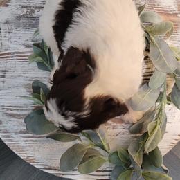Aussiedoodle and Goldendoodle Puppies from Hunting Creek Kennels