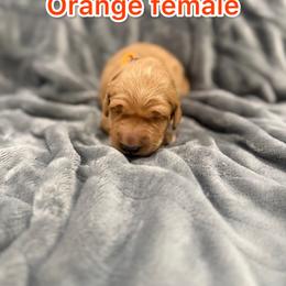 Orange - Golden female Golden Retriever puppy in Salt Lake City, Utah from Soaring golden retrievers