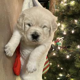 Girl 3 - Light golden female Golden Retriever puppy in Osceola, Iowa from Healing Hearts Therapy Goldens