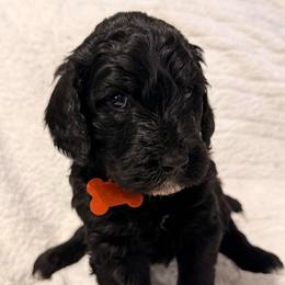 Donner - Black male Goldendoodle puppy in Howard City, Michigan from Doodles and Chaos