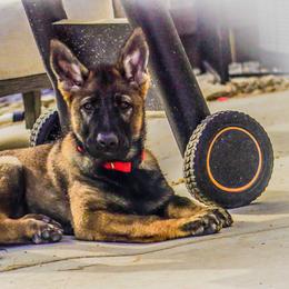 German Shepherd Puppies from Zwinger Vom Greifjäger