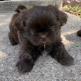 Opal - Liver female Shih Tzu puppy in Clifton, Texas from 5Z Shih Tzu Squad