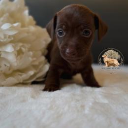 Hope (Stella) - Chocolate female Dachshund puppy in Lumber City, Georgia from Willow Run LLC