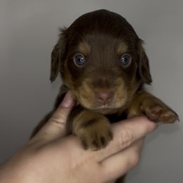 Chocolate and tan BOY 2 - Chocolate and tan male Dachshund puppy in Brookhaven, Mississippi from Southern Grace Doxies