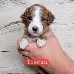 Iceman (Red Collar) - Red  male Goldendoodle puppy in Scurry, Texas from 07 Seven Oaks Goldens and Doodles
