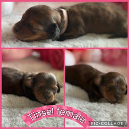 Tinsel - Dapple female Dachshund puppy in Elko, Nevada from Willow Creek Dachshunds, and Collies