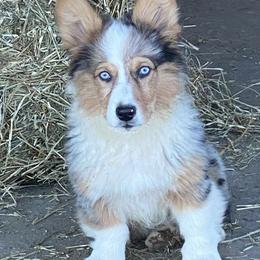 American Corgi, Miniature Australian Shepherd, and Pembroke Welsh Corgi Puppies from Rafter C Aussies & Corgis