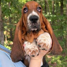 Female 5 - Black brown and white female Basset Hound puppy in Red Bay, Alabama from Maple Street Bassets