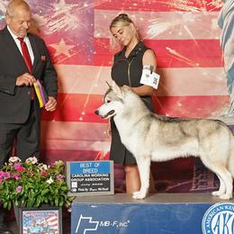 Hurricane - Siberian Husky
