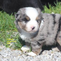 Heath - Blue merle male Miniature American Shepherd puppy in Hillsdale, Michigan from Faithwalk Aussies and Mini American Shepherds