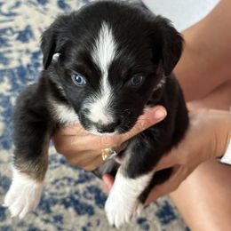 Miniature Australian Shepherd Puppies from Rolling Waves Mini Aussie