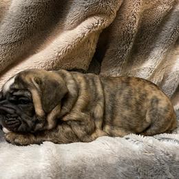 Bulldog Puppies from Semper Fi Bulldogs
