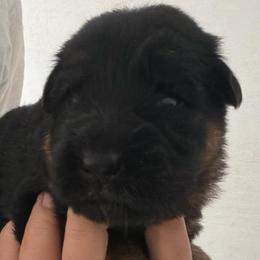 Female 3 - Black and red female German Shepherd puppy in Brooksville, Florida from Vom Hundhaus Shepherds