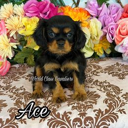 Ace - Black and tan male Cavalier King Charles Spaniel puppy in Hollywood, Florida from World Class Cavaliers