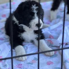 Bernedoodle, Bordoodle, and Poodle Puppies from FARMHOUSE DOODLES