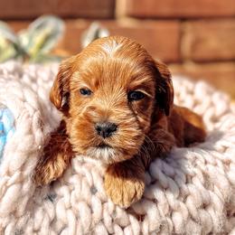 Blue Collar - Lord Colin - Caramel male Australian Labradoodle puppy in Decatur, Alabama from Southern Meadows Doodles