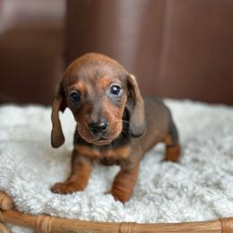 D'Artagnan - Red male Dachshund puppy in Crystal, Michigan from Mare-Bella Smoothcoat Edition