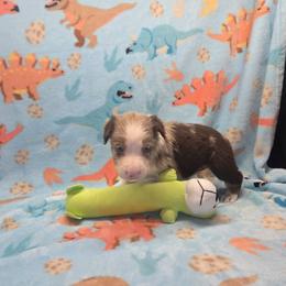 Buster - Red merle male Border Collie puppy in Gary, Indiana from Lake Ridge Border Collies