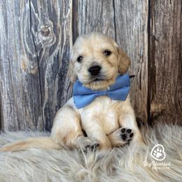 Boy 5 - male Companion Cross puppy in Utah County, Utah from Big Hearted Breeders