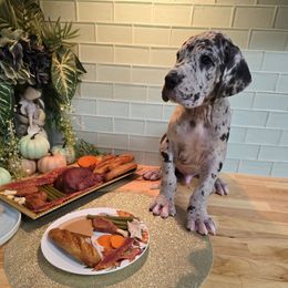 Jason - Merle male Great Dane puppy in Gainesville, Florida from Your Cuddly Companions