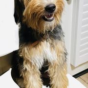 Bernedoodles, Double Doodles, Goldendoodles, and Yorkshire Terriers from Precious Paws