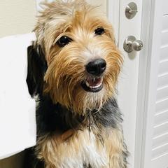 Bernedoodles, Double Doodles, Goldendoodles, and Yorkshire Terriers from Precious Paws