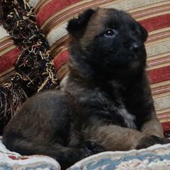 Mr. Onyx - Fawn sable male Belgian Laekenois puppy in Ball Ground, Georgia from Coswald's Kennels