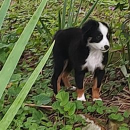 Koda - Black tri Miniature Australian Shepherd puppy in Hartselle, Alabama from ELSRi’s Crimson Cross Mini Aussies