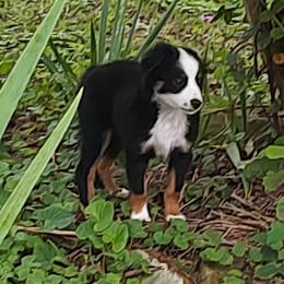 Koda - Black tri Miniature Australian Shepherd puppy in Hartselle, Alabama from ELSRi’s Crimson Cross Mini Aussies