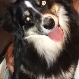 Boston Terriers and Miniature Australian Shepherds from Circle W Boston Terriers and Mini Aussies