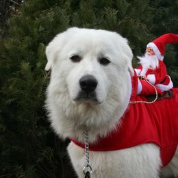 Great Pyrenees All Grown Up from The Yosemite Pyrenees Ranch