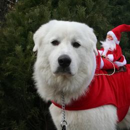 Great Pyrenees All Grown Up from The Yosemite Pyrenees Ranch