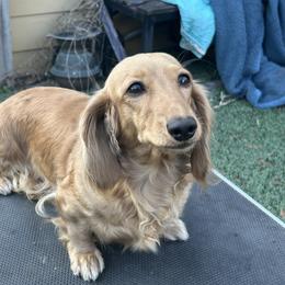 Honey - Dachshund
