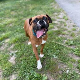 Charlie - Boxer