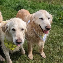 Golden Retrievers from Minor Moments