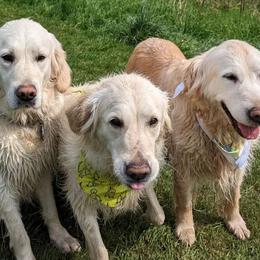 Golden Retrievers from Minor Moments