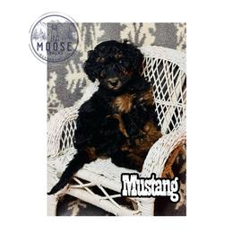 Mustang - Phantom female Bernedoodle puppy in Belleville, Michigan from Moose Tracks Bernedoodles